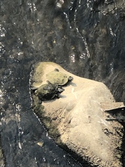 Graptemys geographica