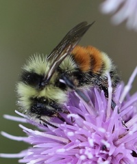 Bombus ternarius