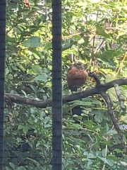 Turdus migratorius