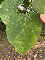 Tilia americana americana
