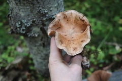 Cortinarius brunneus