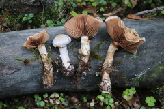 Cortinarius brunneus