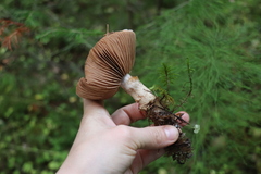 Cortinarius brunneus