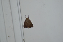 Ipimorpha pleonectusa