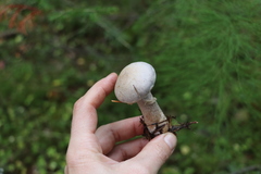 Cortinarius brunneus