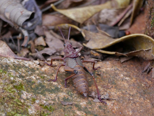 Parapetasia rammei