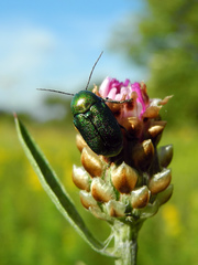 Cryptocephalus aureolus