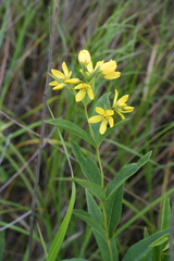 Lysimachia davurica