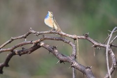 Sitana marudhamneydhal