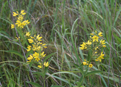 Lysimachia davurica