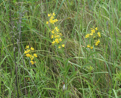Lysimachia davurica