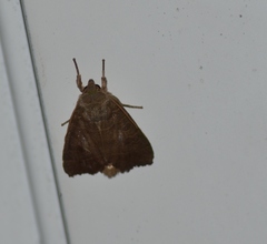 Ipimorpha pleonectusa