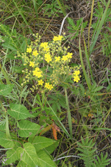 Potentilla chinensis