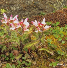 Pedicularis hirsuta