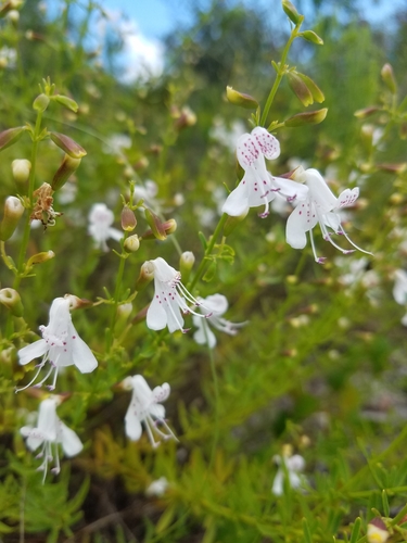 Image of Dicerandra frutescens by (c) Scott Ward, some rights reserved (CC BY)