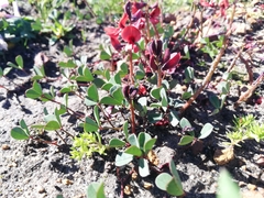 Indigofera procumbens