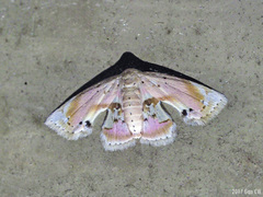 Holocryptis erubescens