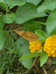 Polygonia c-aureum
