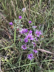 Symphyotrichum sericeum