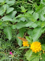 Polygonia c-aureum