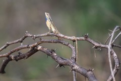 Sitana marudhamneydhal