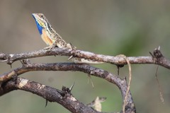 Sitana marudhamneydhal