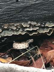 Crotalus willardi willardi