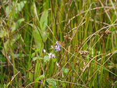 Lycaena dispar
