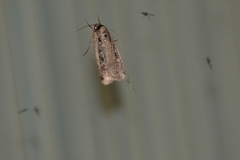 Eueretagrotis sigmoides