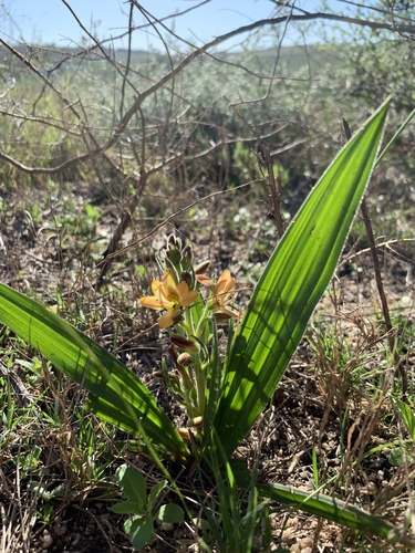 Wachendorfia multiflora (Wachendorfia multiflora)