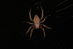Araneinae