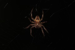 Araneinae