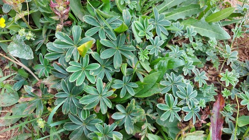 Alchemilla nitida, photograph 4