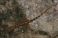 Cnemaspis australis