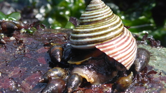 Calliostoma ligatum
