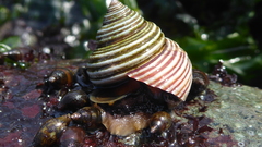 Calliostoma ligatum