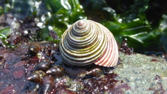 Calliostoma ligatum