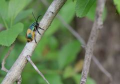 Monocesta ducalis