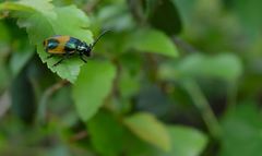 Monocesta ducalis