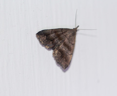 Phalaenostola larentioides