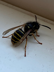 Dolichovespula norwegica