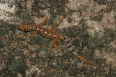 Cnemaspis australis