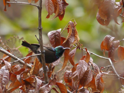 Orange-tufted Sunbird (Cinnyris bouvieri), photo 6