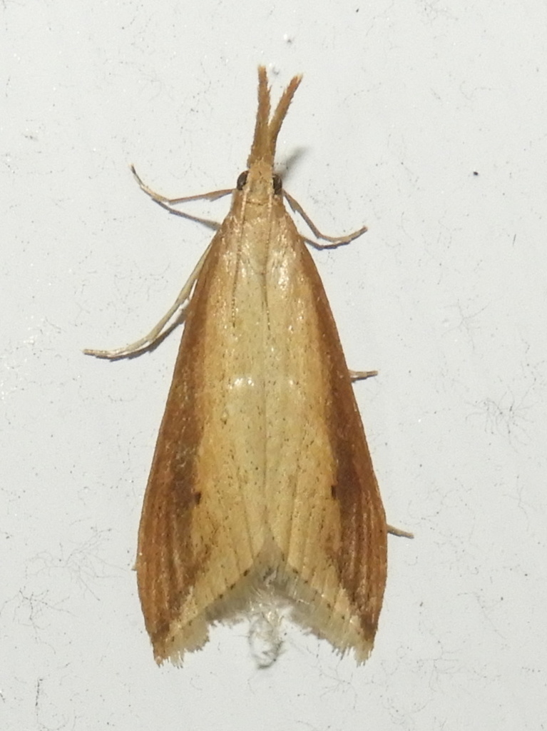 Delightful Donacaula Moth