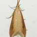 Delightful Donacaula Moth - Photo (c) judywelna, some rights reserved (CC BY-NC), uploaded by judywelna