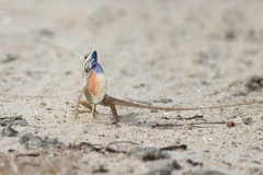 Sitana marudhamneydhal