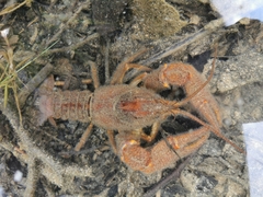 Austropotamobius torrentium