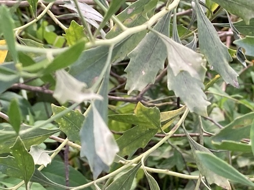 Baccharis halimifolia image