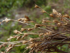 Juncus secundus
