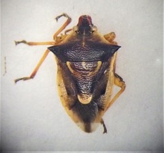 Tylospilus chilensis